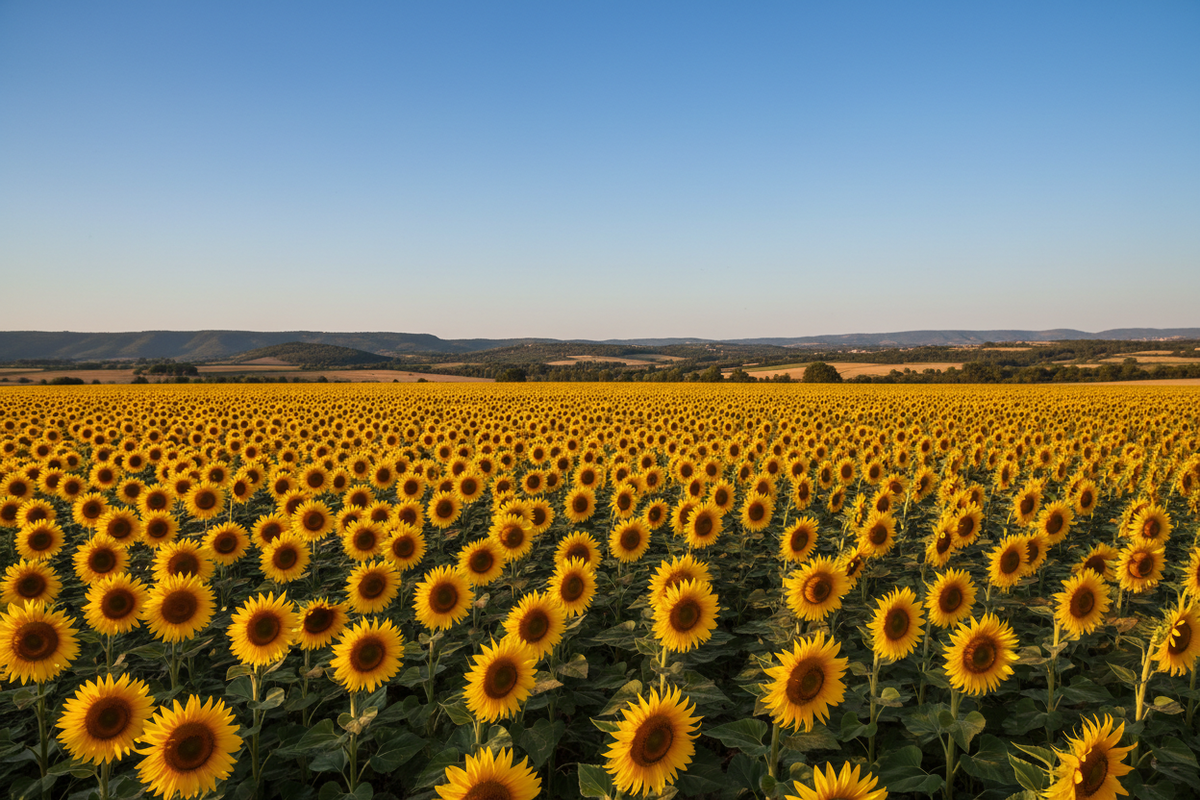 Champ de tournesols épuré